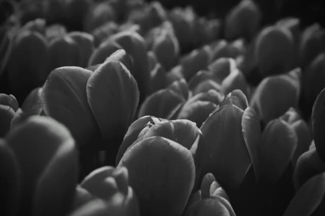 Black and white tulips